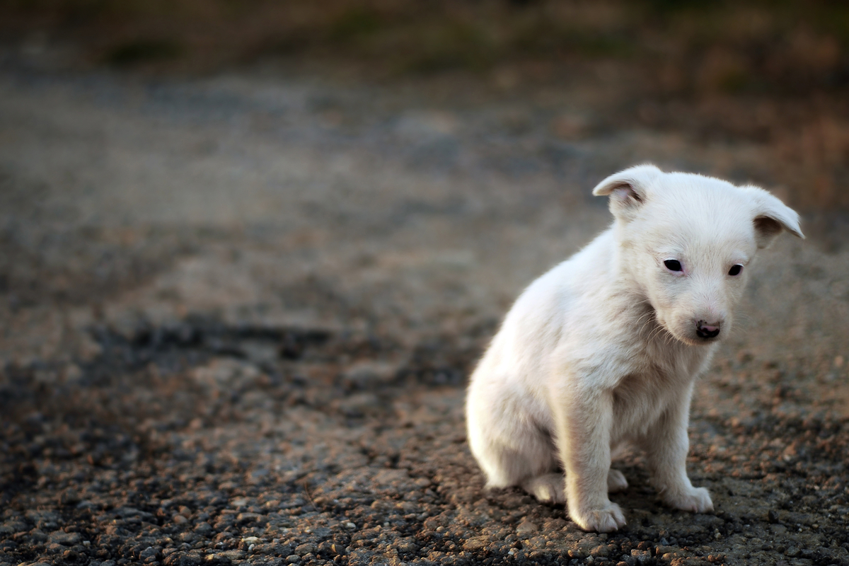 cucciolo di cane abbandonato per strada