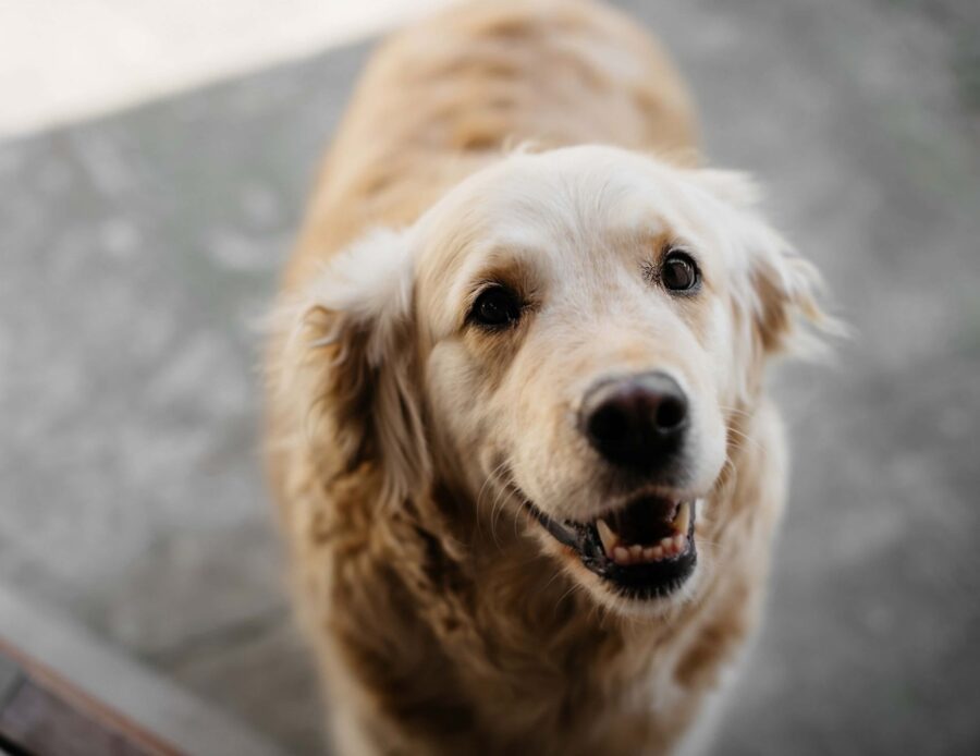 Omissione di soccorso del cane: le leggi