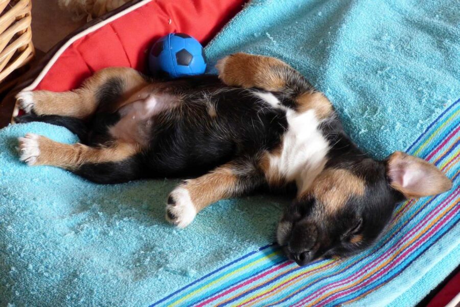 cucciolo dorme con la pallina