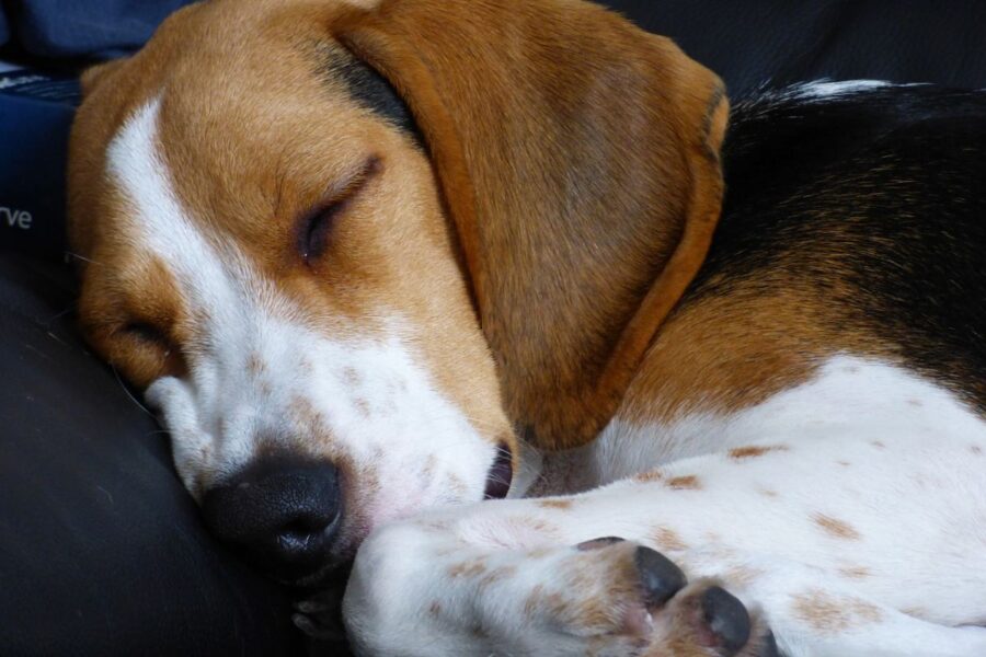 beagle che dorme