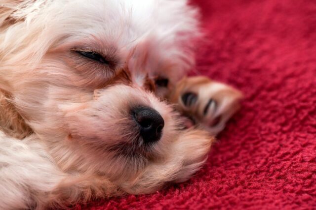 Organizzare la zona notte del cane, passo dopo passo