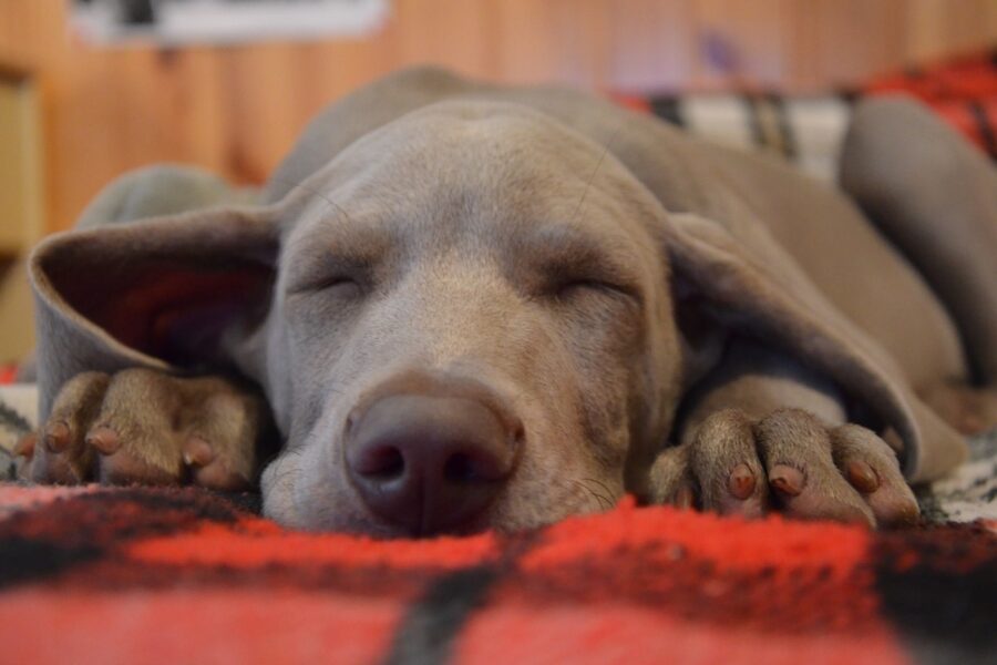 cucciolo che dorme sulla coperta