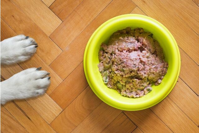 zampe di cane vicino ad una ciotola di cibo