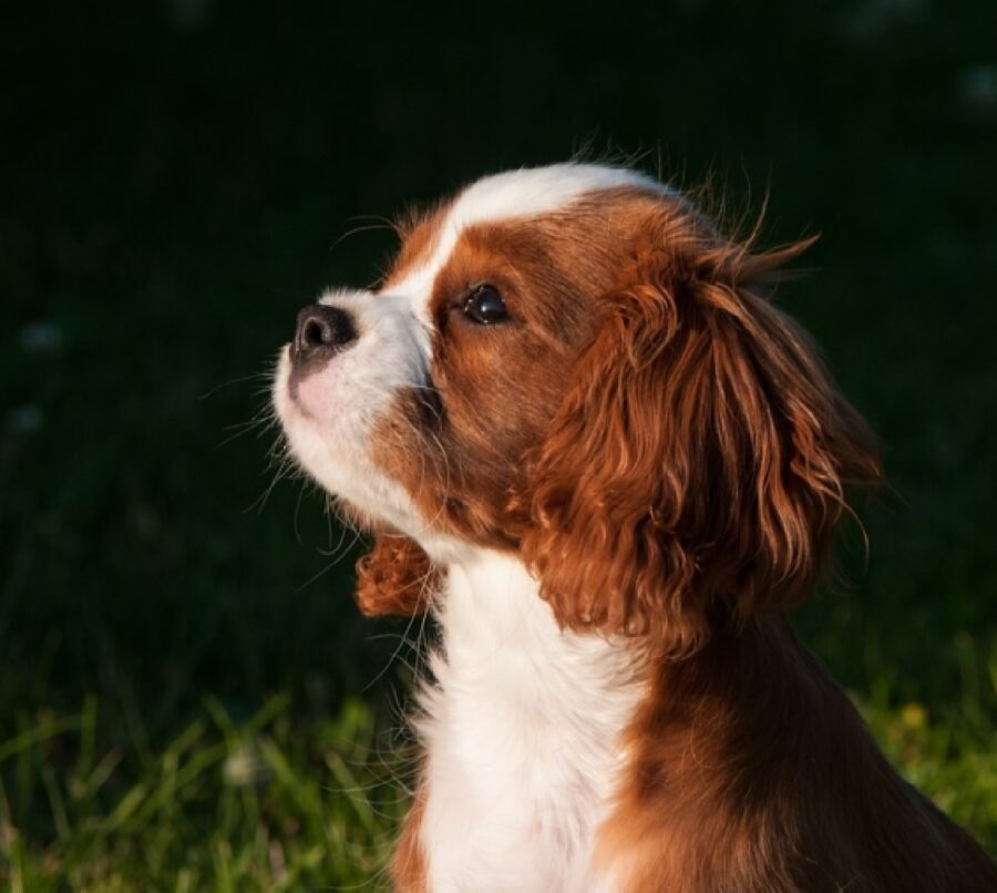 pantelleria isola cagnolina accesa disputa