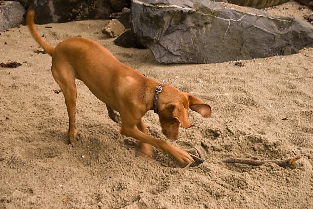 Perché i cani seppelliscono gli oggetti? 4 ragioni per cui lo fanno