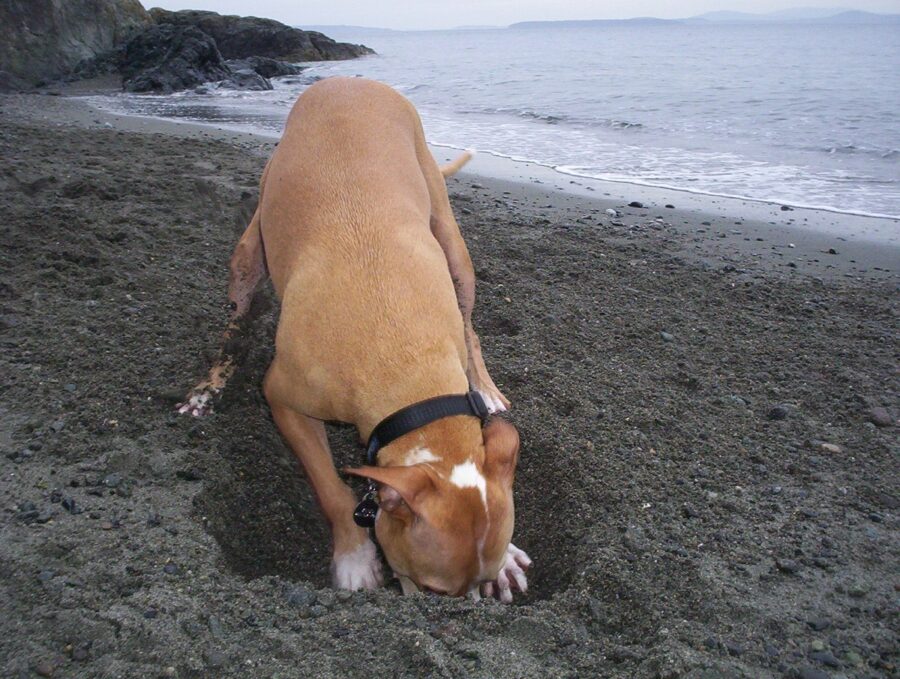 mare cane spiaggia