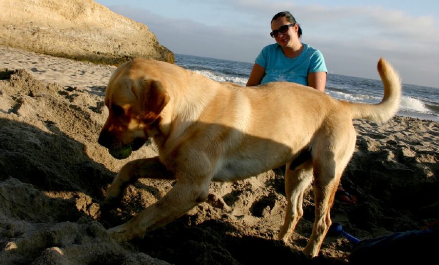 cane pallina scavare