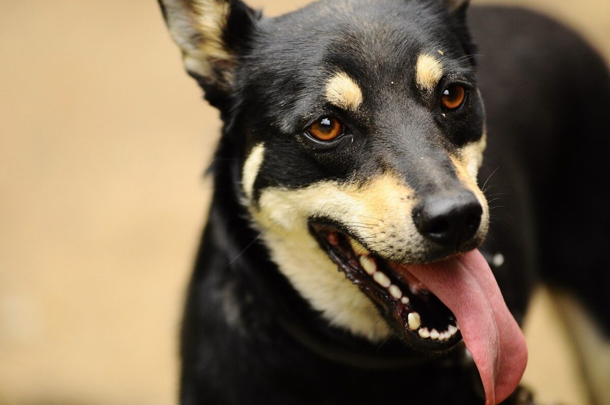 cane con la lingua penzolone