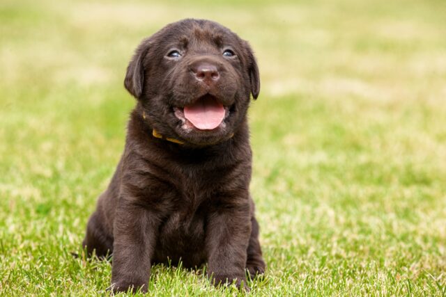 Perché il cane sbava quando lo portiamo al parco?