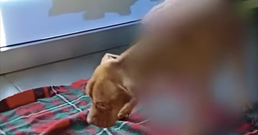 Pitbull salvato cerca di alzarsi