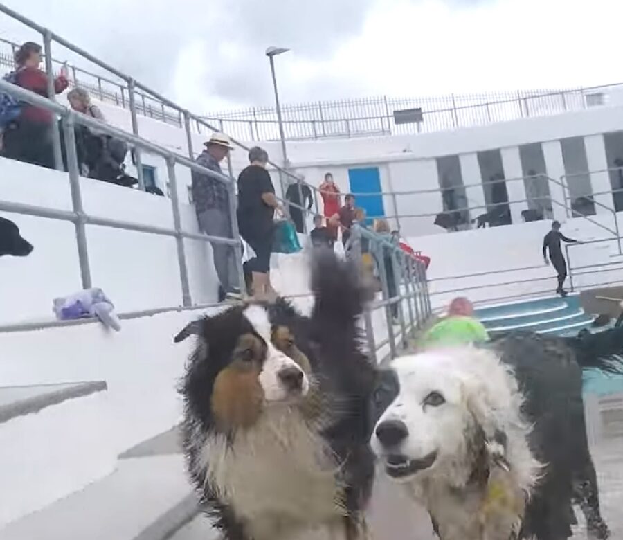 cuccioli cane evento video fantastico