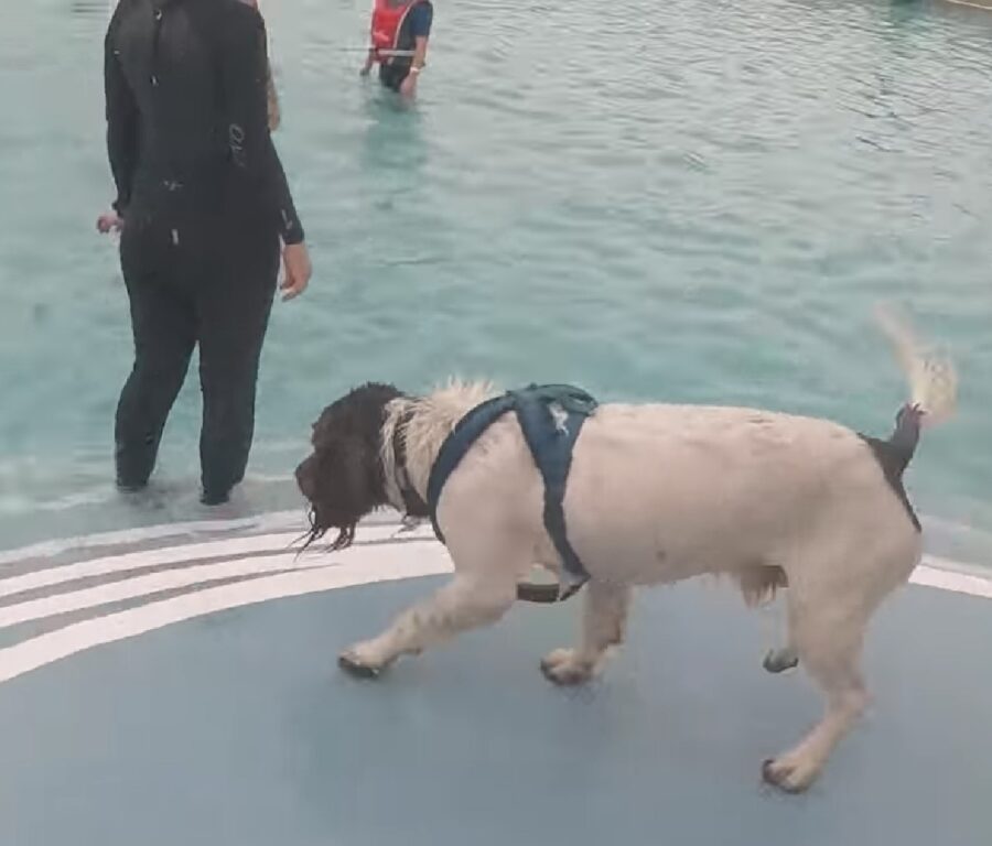 cuccioli di cane divertimento piscina jubilee pool