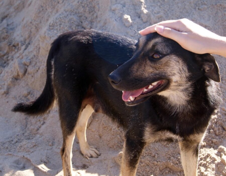 pozzuoli zona cofanara cane burrone