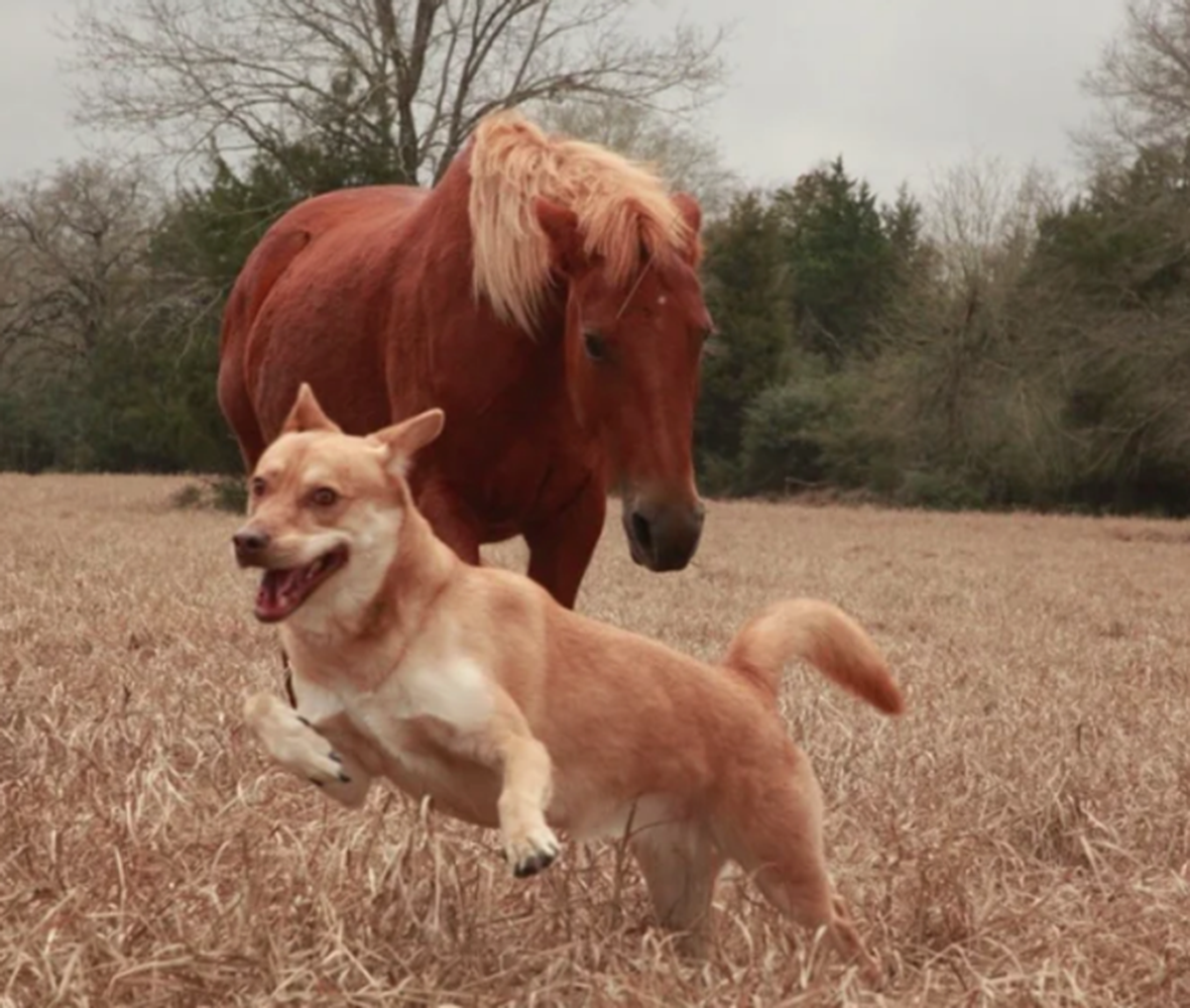 cane con cavallo