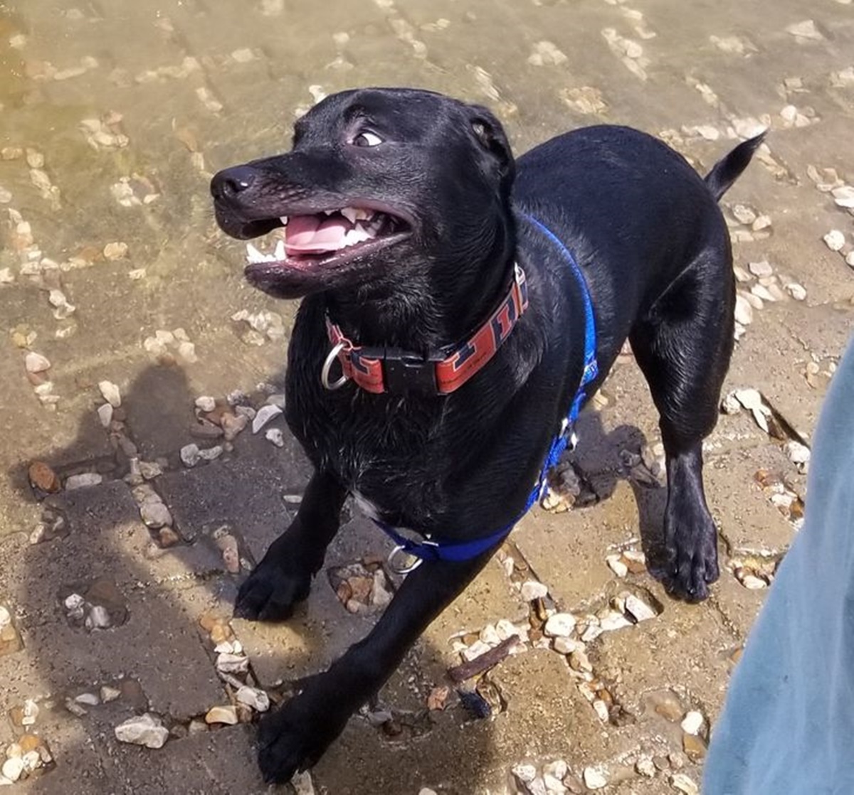 cane in spiaggia