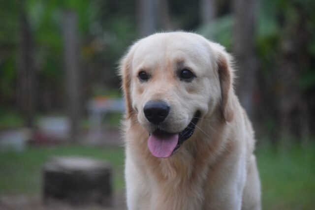 Problemi alle gengive del cane: 5 colori a cui prestare massima attenzione