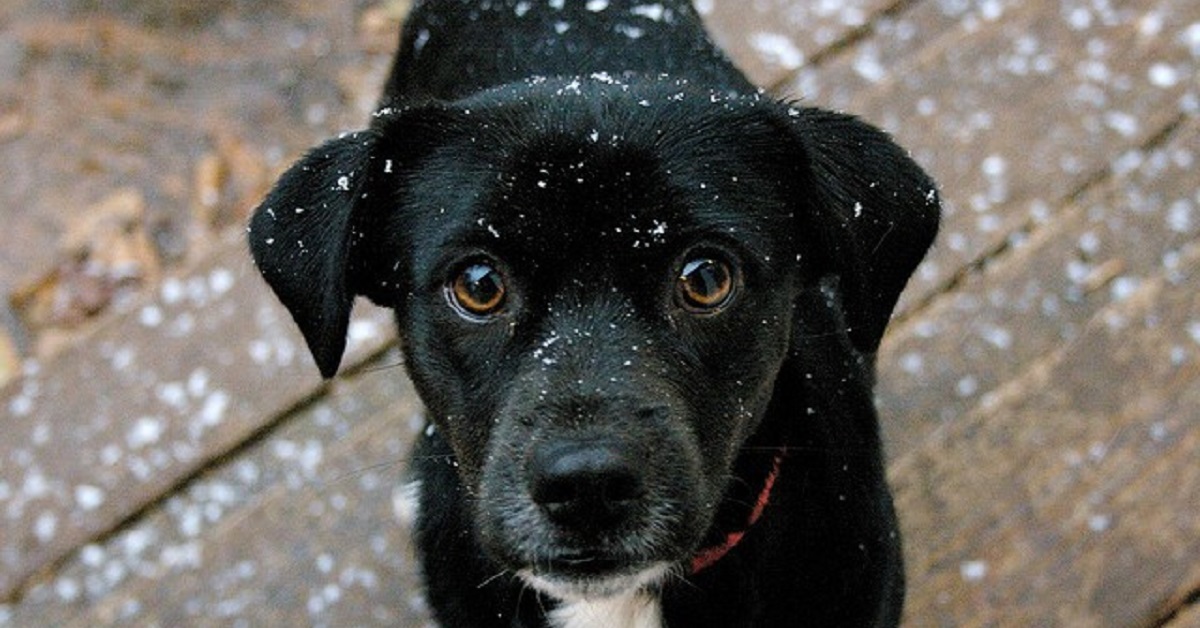 cane e neve