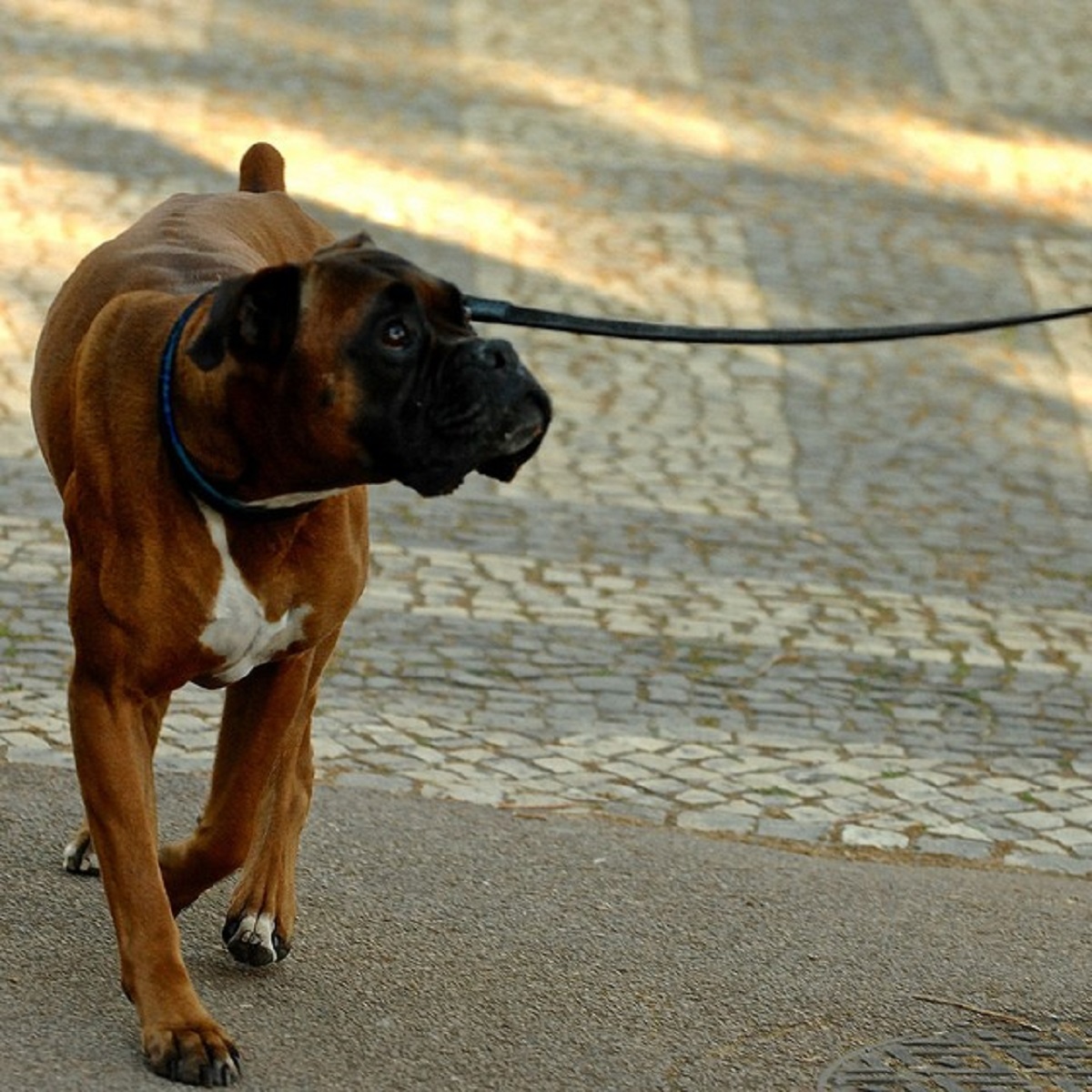 promemoria sui cani-guinzaglio