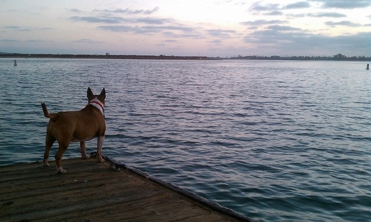 promemoria sui cani-cane e mare