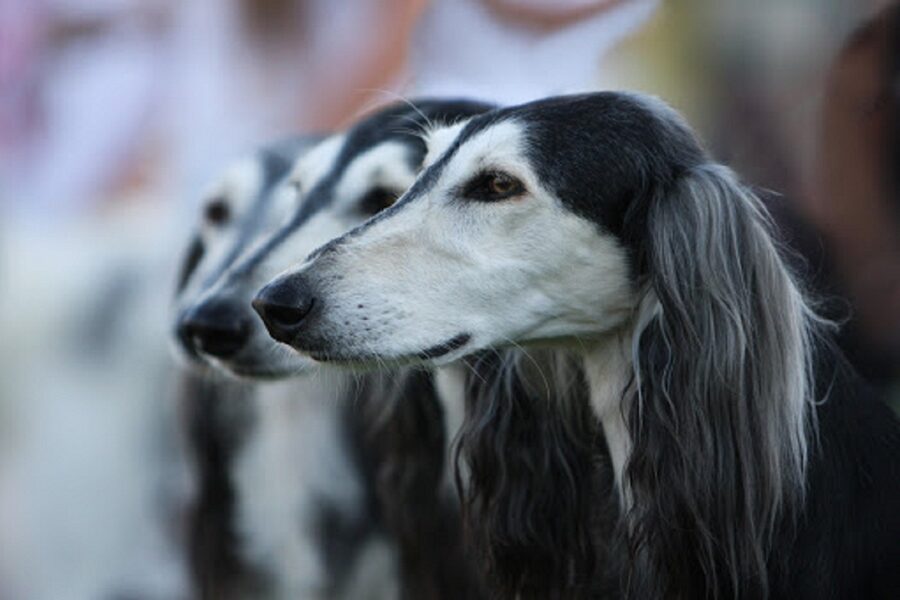 cani saluki