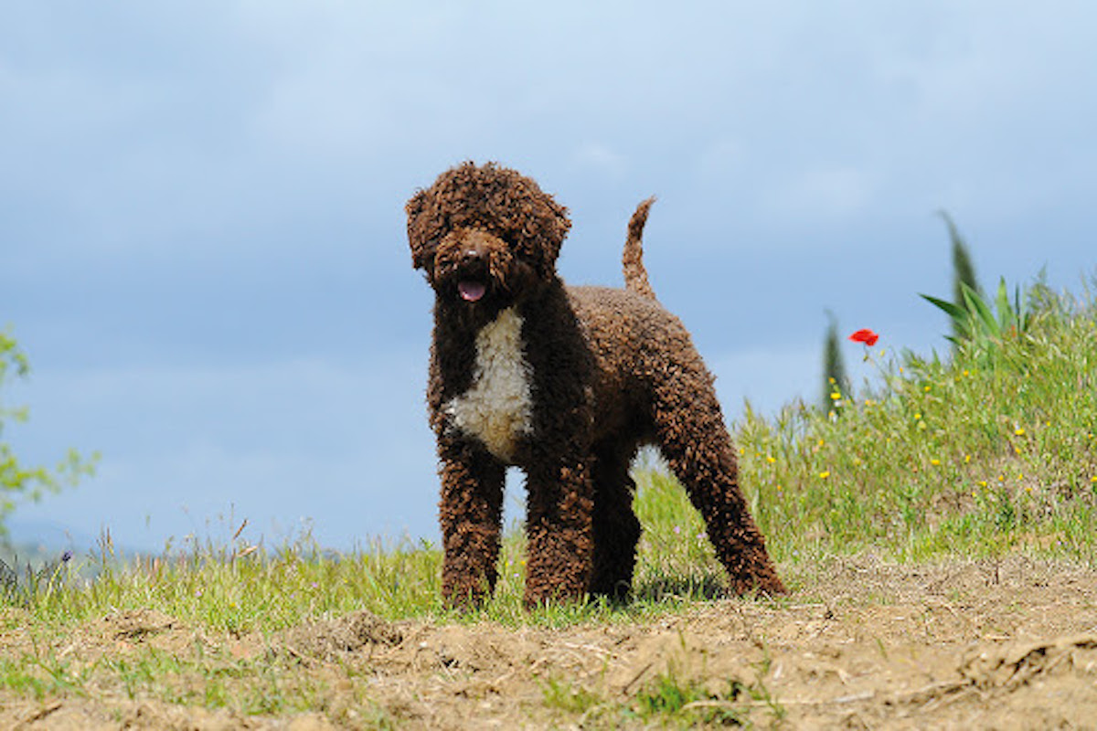 lagotto riccissimo