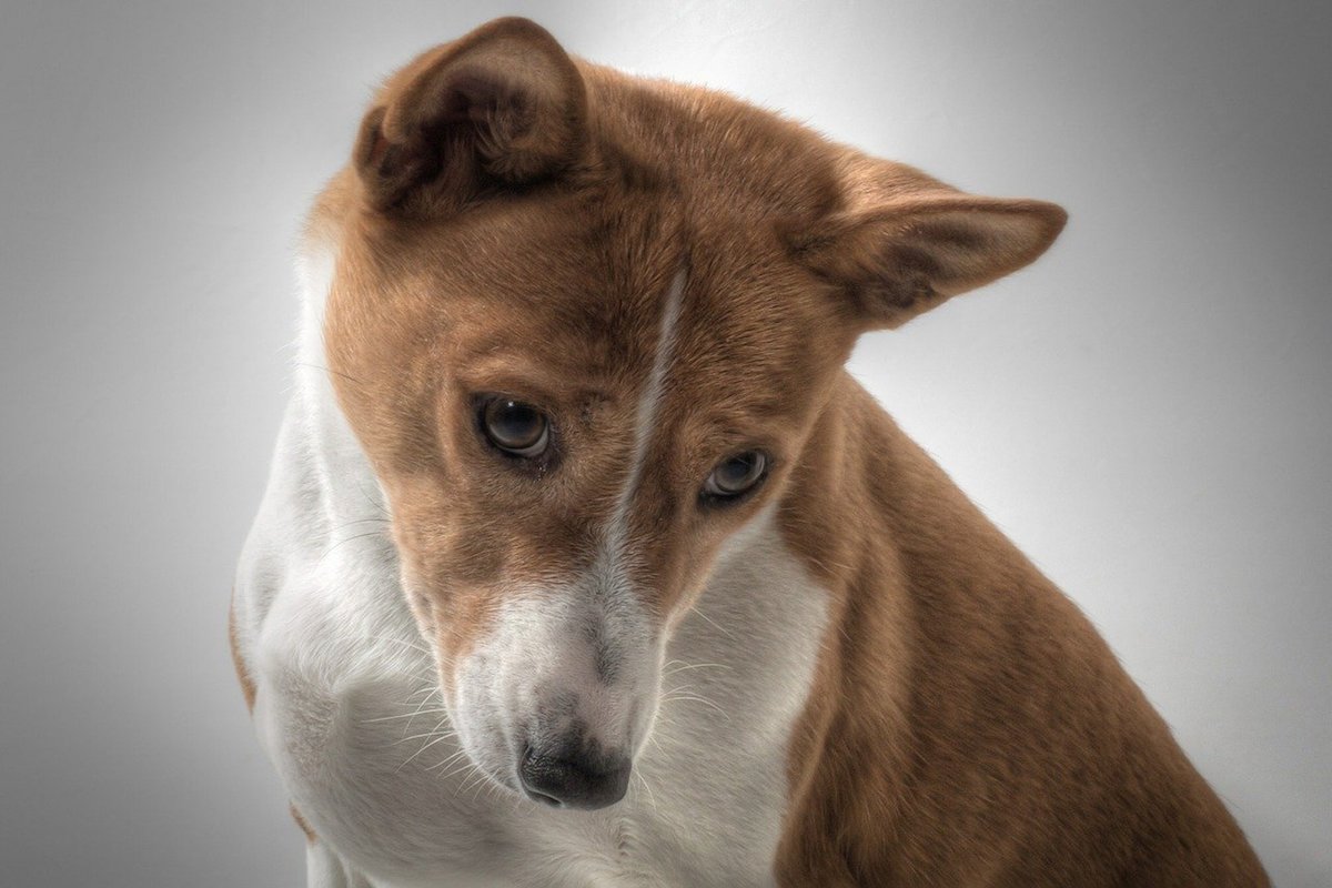 basenji sguardo dolcissimo