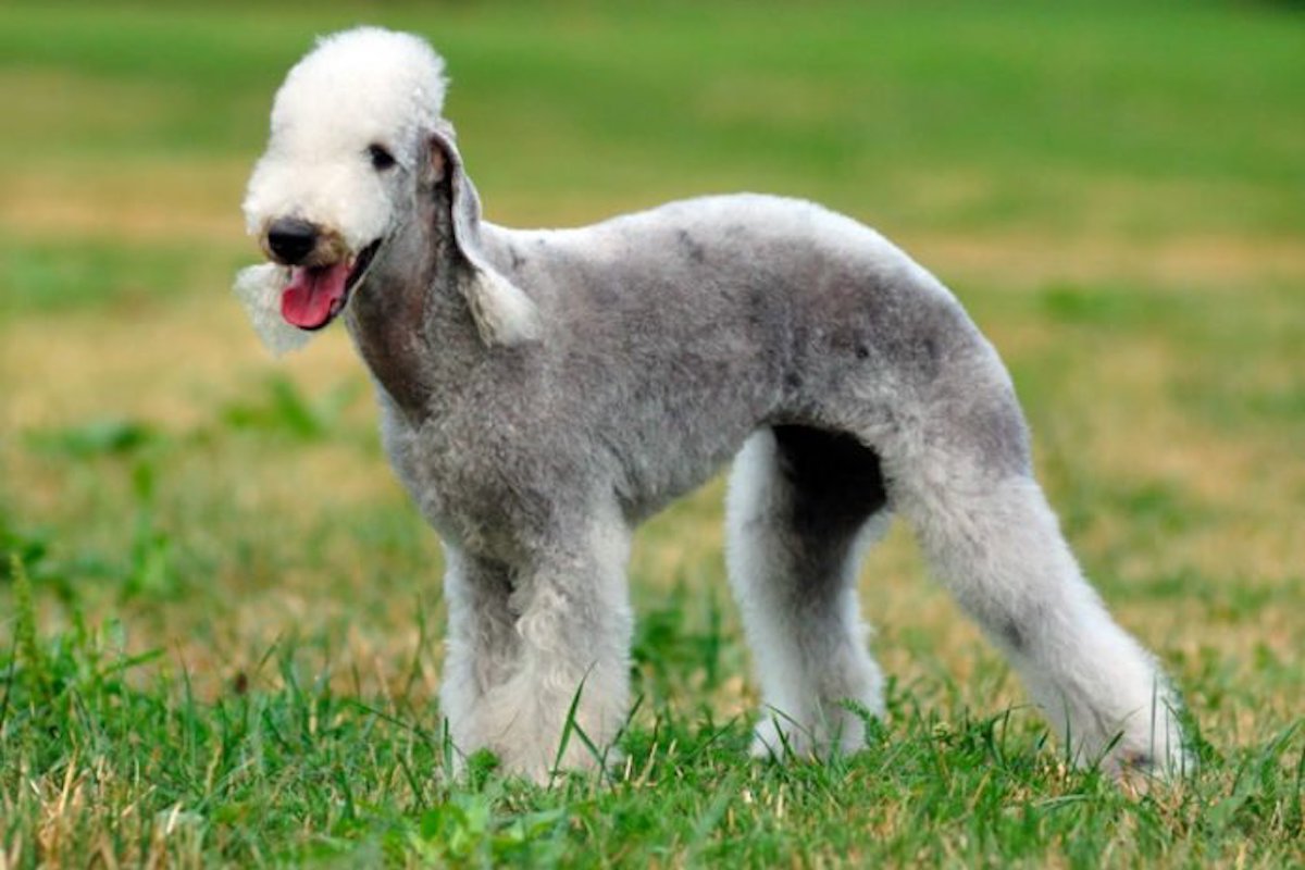 Bedlington terrier sul prato