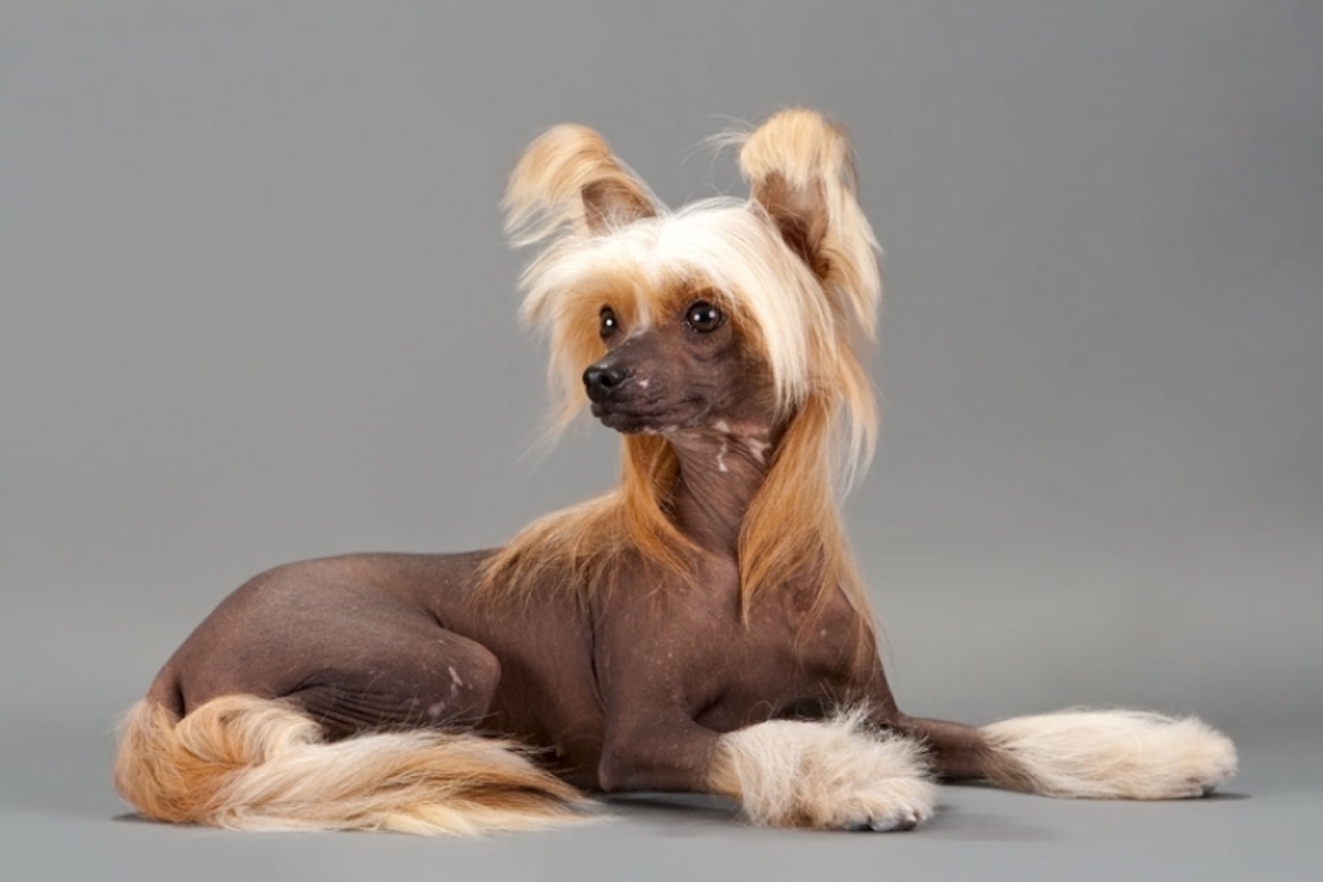 cane con capelli