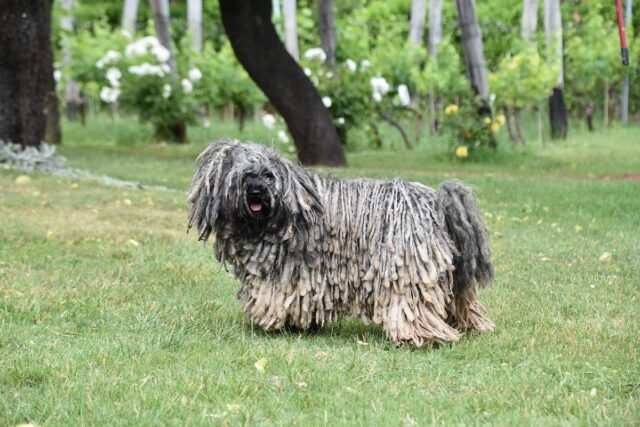 10 razze di cani buffi: il loro aspetto vi farà impazzire