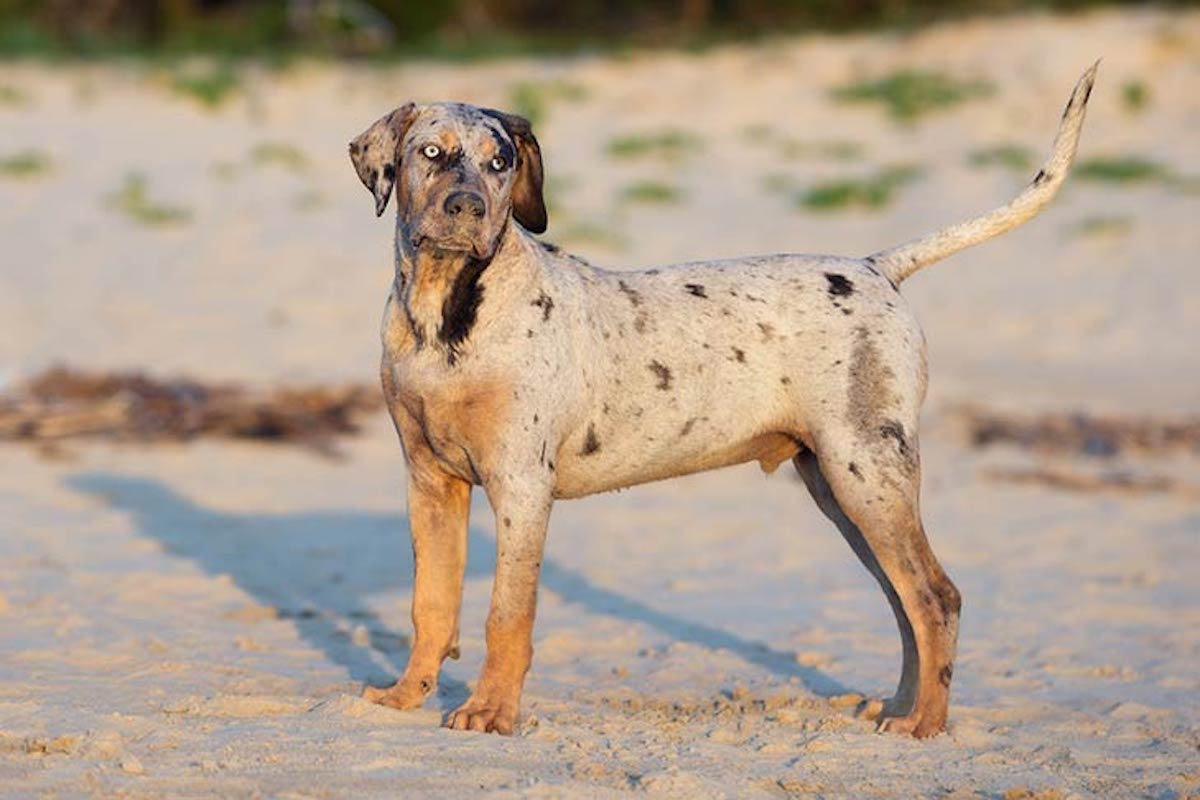 cane con pelo leopardato