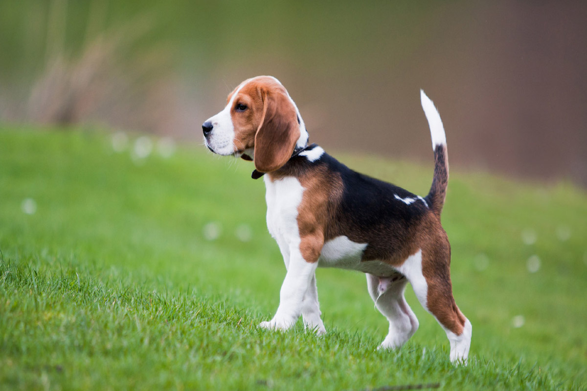 beagle corre nel prato