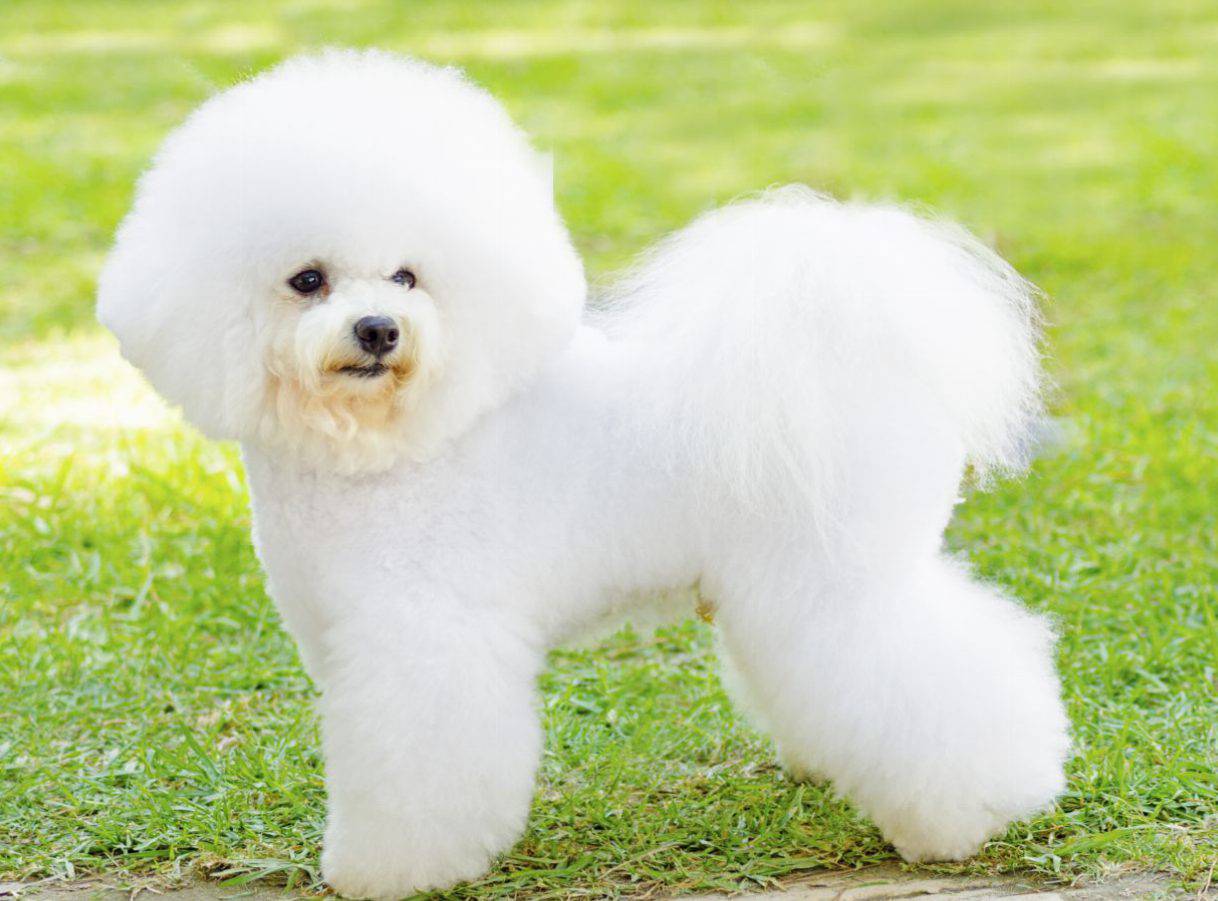 cane pelo bianchissimo