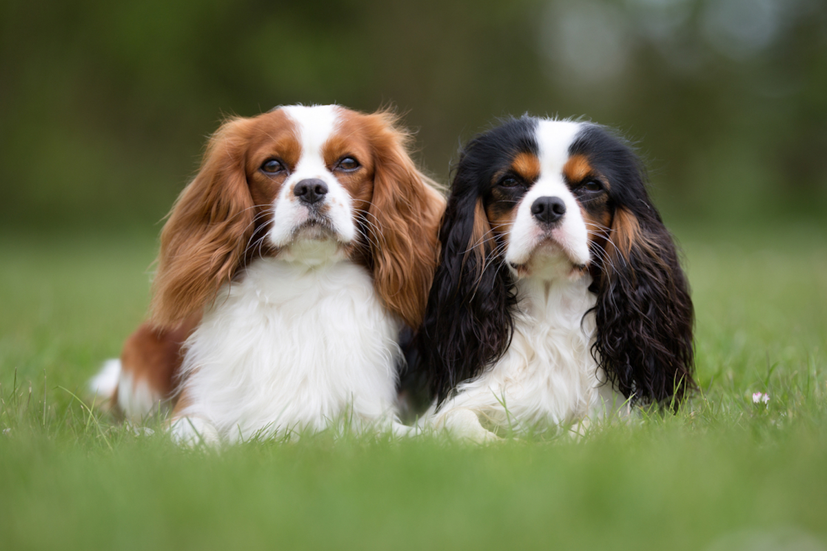 due cavalier nel prato