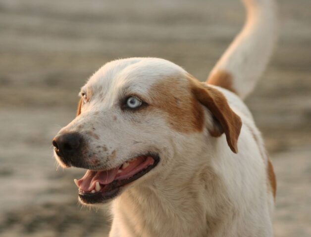 Responsabilità civile sul cane: casi, leggi e codice