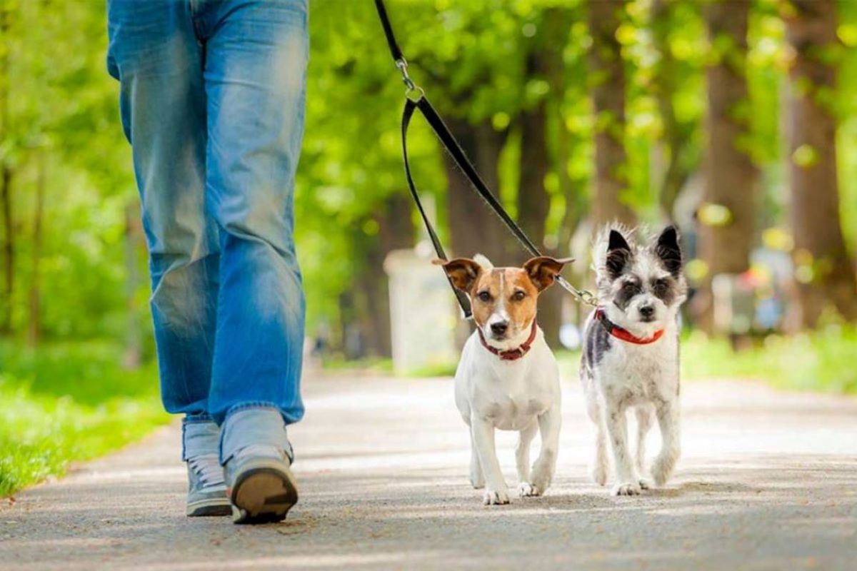 responsabilità civile sul cane