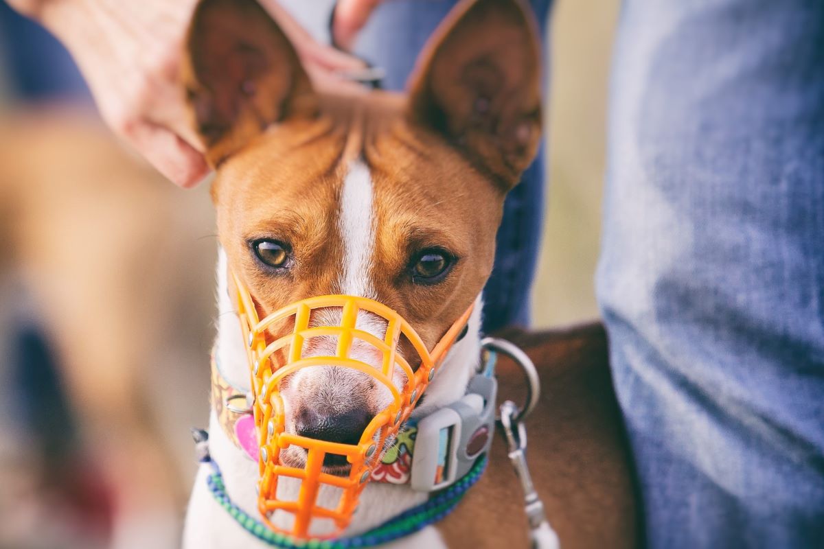 cucciolo di cane con la museruola