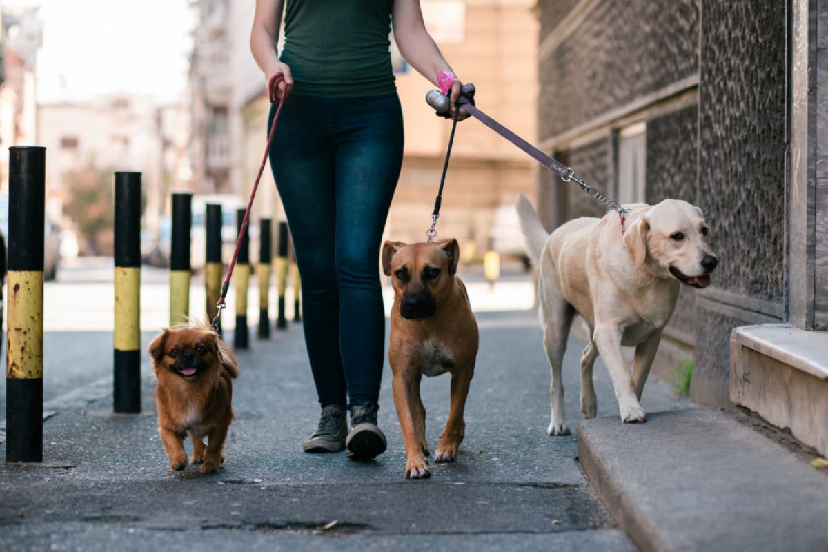 responsabilità penale sul cane 