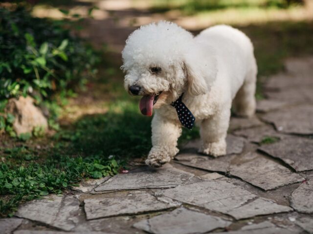 Responsabilità penale sul cane: casi e leggi