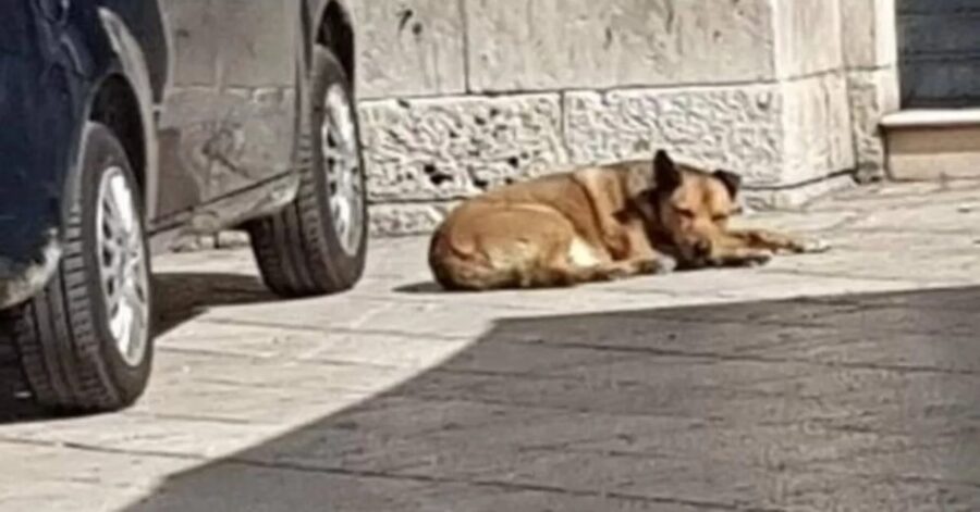 cane dorme per strada