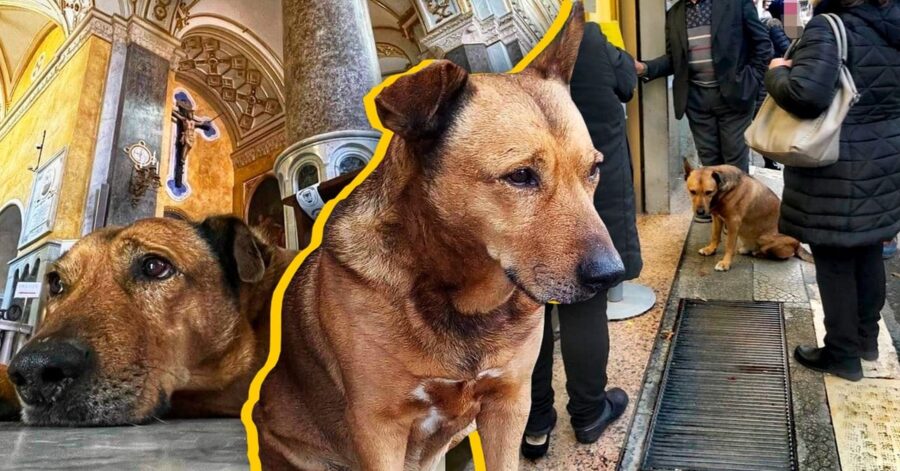 Cane adottato dalla comunità di Altamura