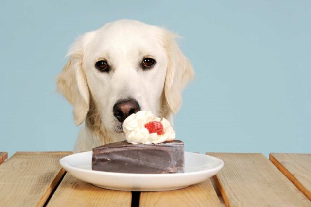 cane davanti a una fetta di torta