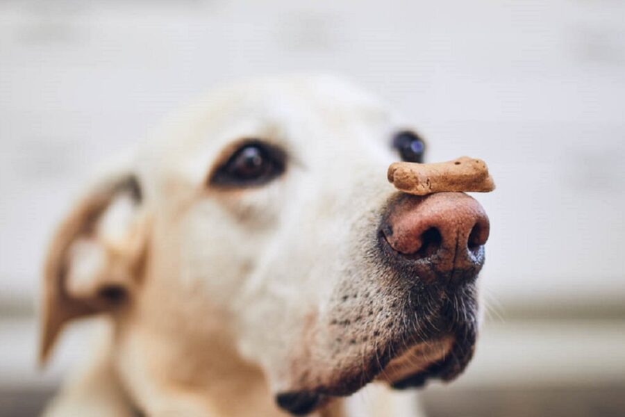 cane con biscotto su naso