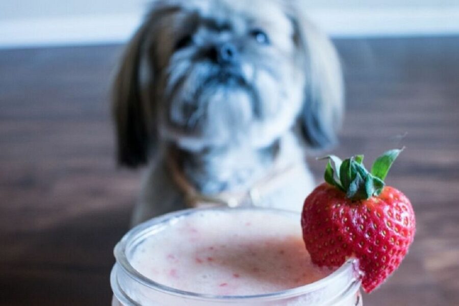 cane e yogurt