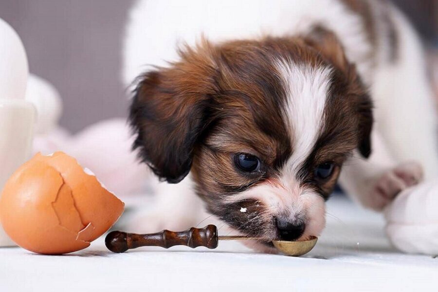 cucciolo di cane e uova