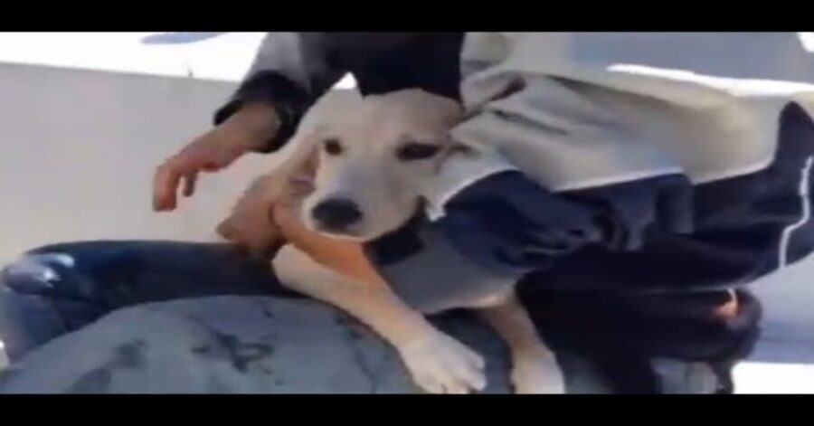 cane salvato in braccio a una persona