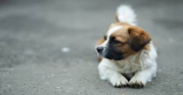 Il salvataggio di un povero cucciolo caduto in un profondo pozzo (VIDEO)