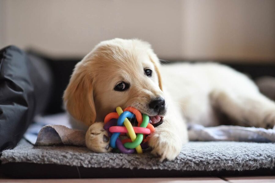 cane con pallina