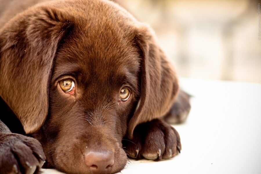 cucciolo di cane labrador marrone