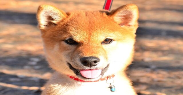 Un cucciolo di Shiba Inu fa un divertente balletto (VIDEO)