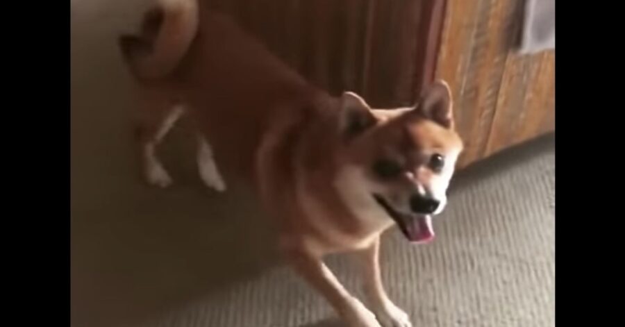 Shiba Inu fa un balletto